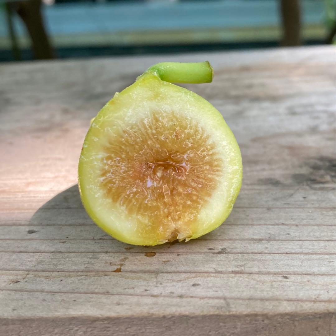 穂木 イチジク - メルカリ