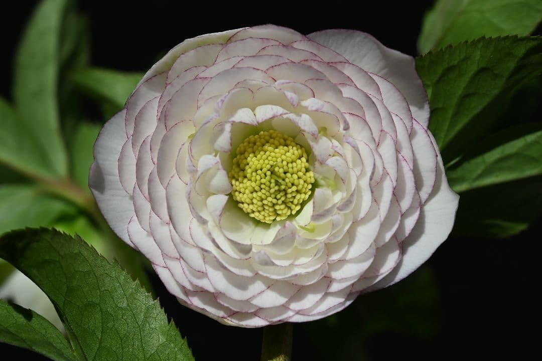 クリスマスローズ　認定ホワイトアフロディーテ　加藤農園 ピンクアフロディーテ 加藤農園 クリスマスローズ【Ka15】送料無料