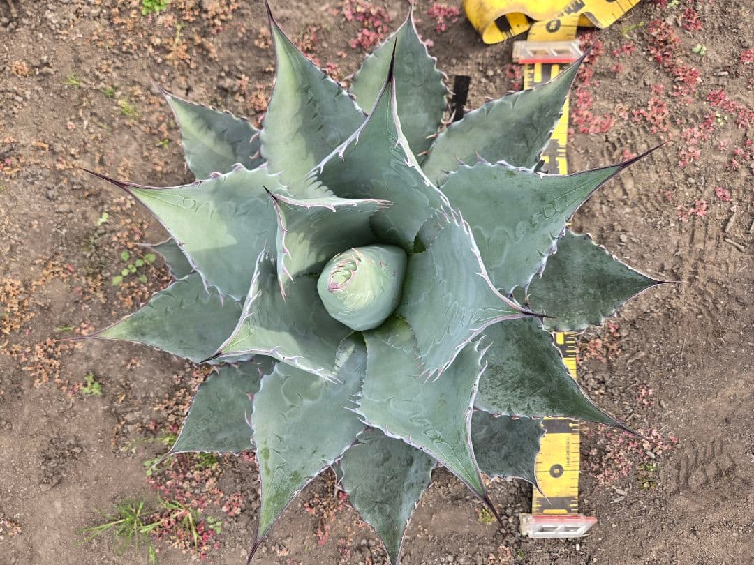 アガベ　パラサナ×マルガリータ　ハイブリッド　親株 アガベ パラサナ×マルガリータ ハイブリッド 親株 - メルカリ