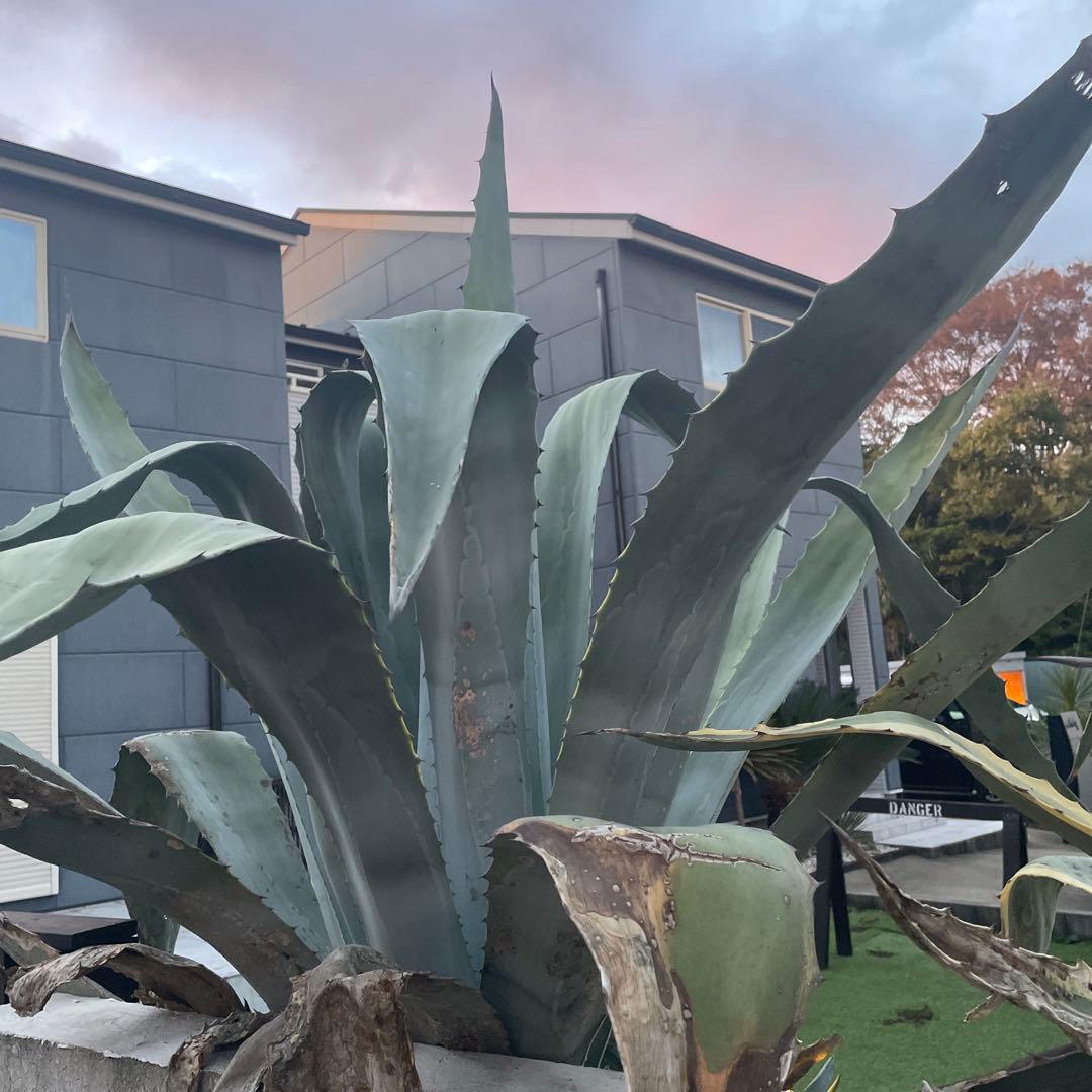 巨大アガベ 引き取り配送可能