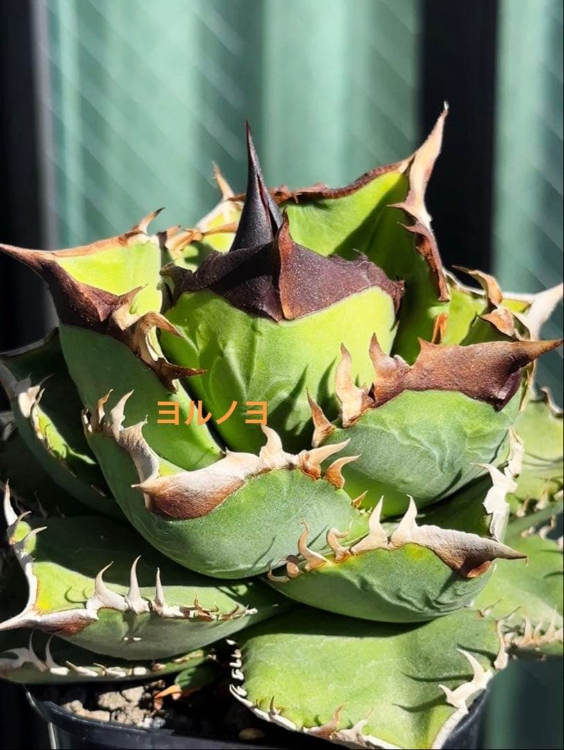 アガベ チタノタ 龍球会血統 oc 天魁 - メルカリ