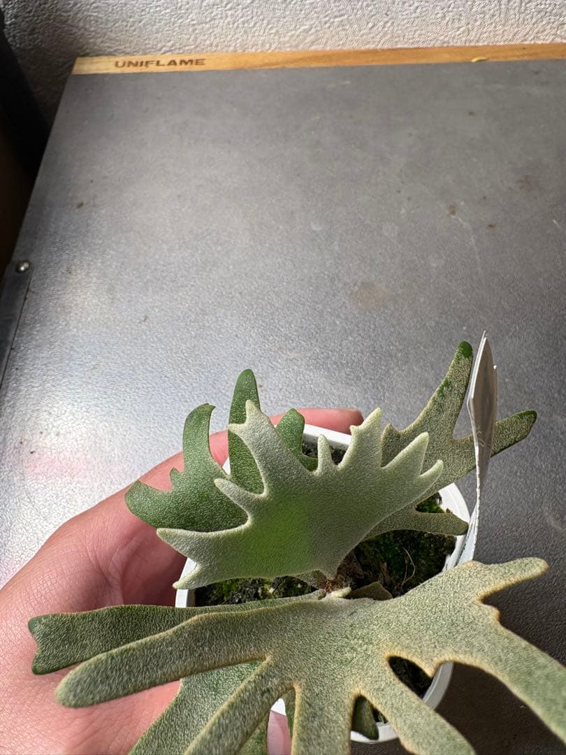 P. Willincki cv.Sweet moon sporeling - メルカリ