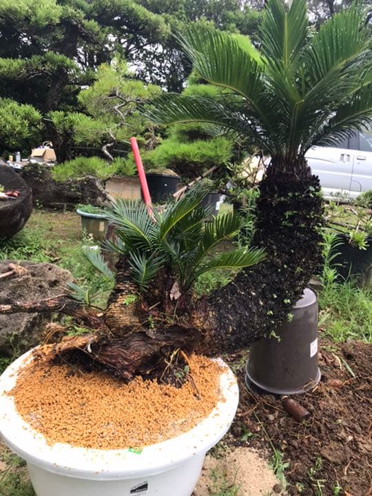 1332 SALE アガベ ユタエンシス エボリスピナ 丸型 美株