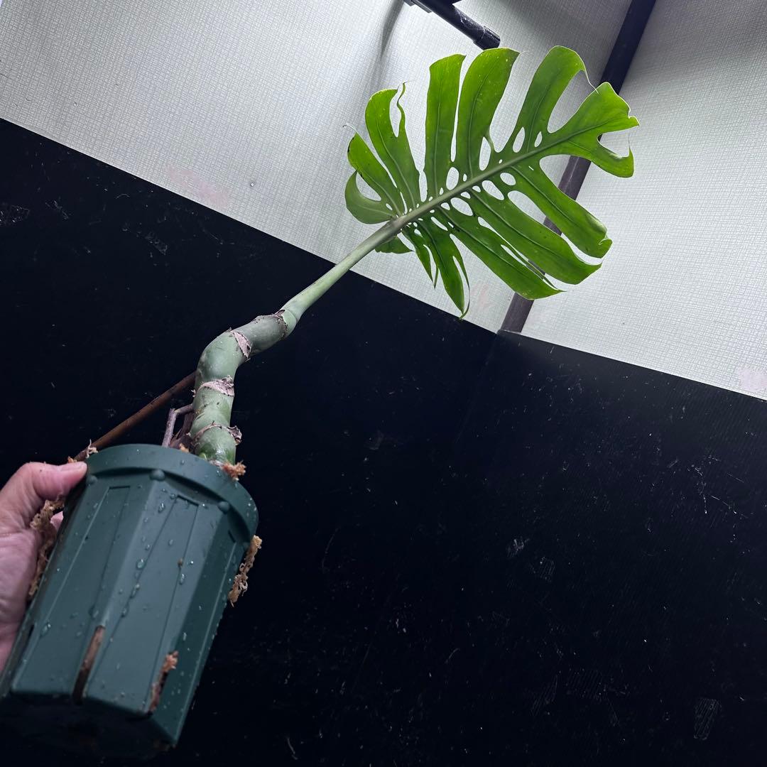 た*う様 モンステラデリシオーサマクロコズム超希少系統鉢植え
