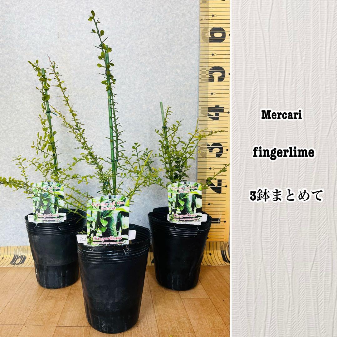 柑橘2年生　フィンガーライム接木苗／苗　まとめて3鉢　撮影品発送 柑橘2年生 フィンガーライム接木苗／苗 まとめて3鉢 撮影品発送 - メルカリ