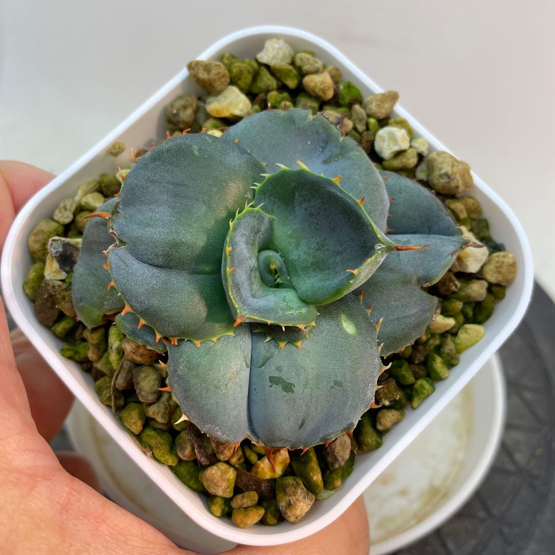 アガベ グアダラハラナ ドワーフ 圓葉瓜達 - メルカリ