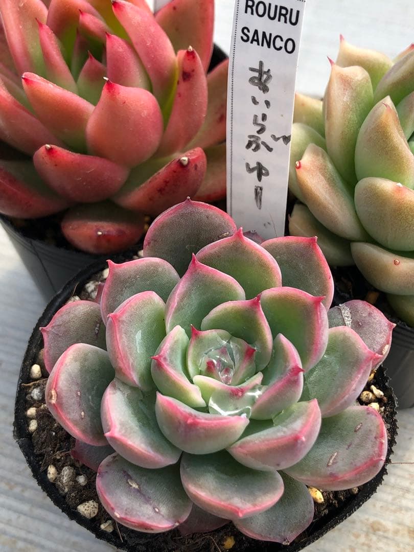 多肉植物 ロウルサンコ苗♡抜き苗セット - メルカリ