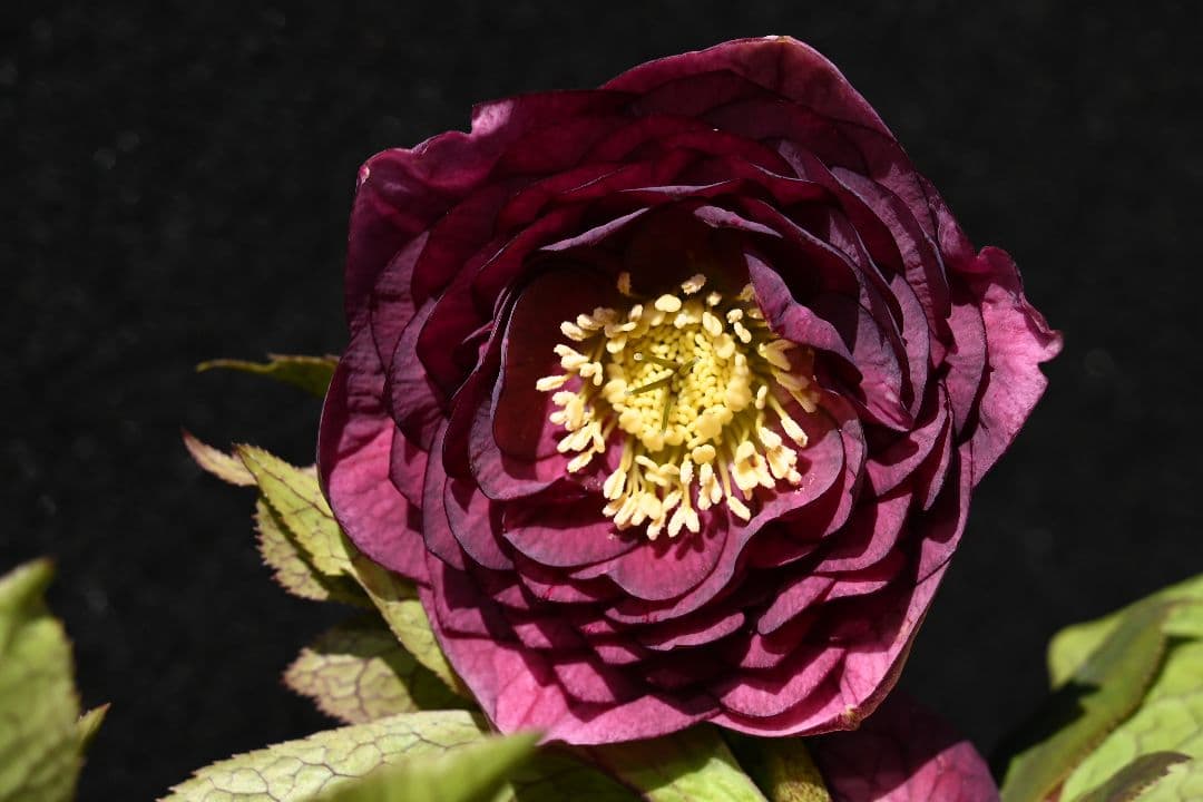 クリスマスローズ　認定アンティークアフロディーテ　加藤農園 クリスマスローズ 認定！アンティークアフロディーテ 加藤農園 - メルカリ