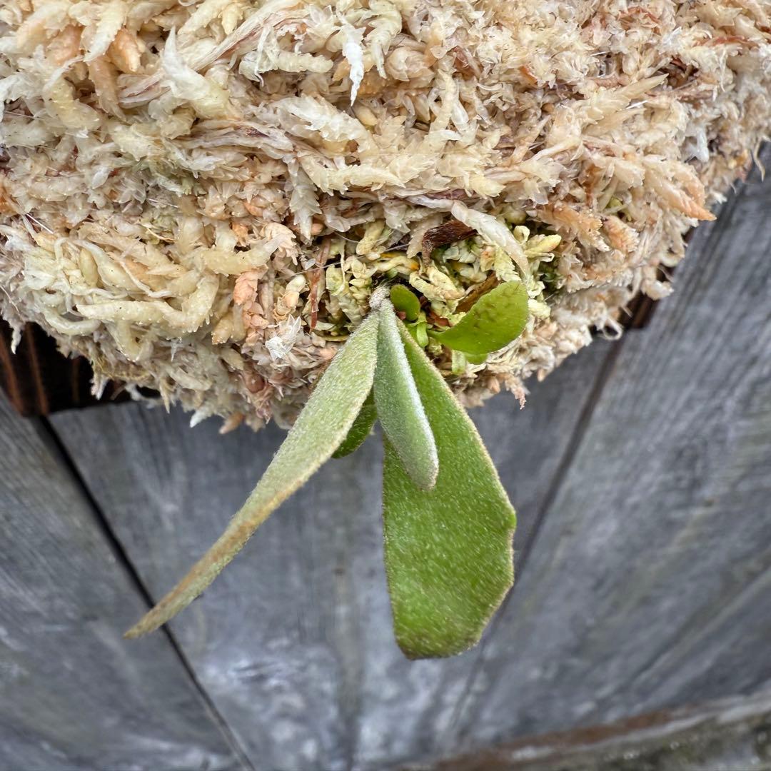 P.Triceratops (三角龍) pup ビカクシダ - メルカリ