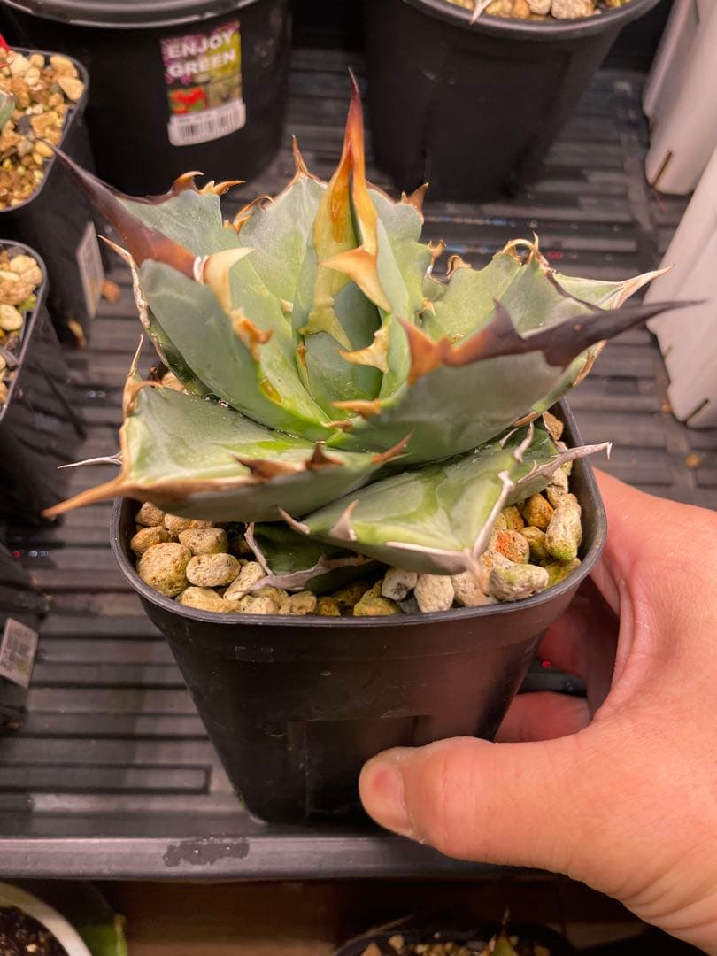 チタノタブルー実生　選抜 maxresdefault.jpg