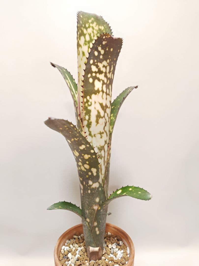 ビルベルギア　メリーモナーク ビルベルギア メリーモナーク | GREEN LUCK