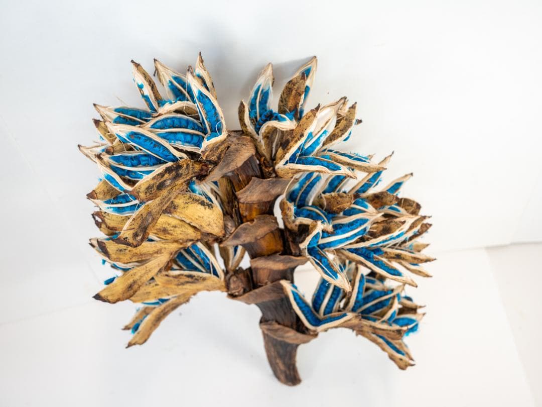 タビビトノキ 青い種 丸ごと 訳あり 4 旅人の木 オオギバショウ 種子