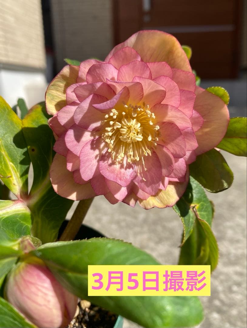 クリスマスローズ 『ディオーネ 』 加藤農園 認定 - メルカリ