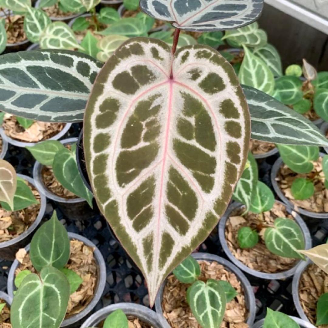 3*a様 アンスリウム レッドタイガーfrom Mr Hj Ulih Red T - メルカリ