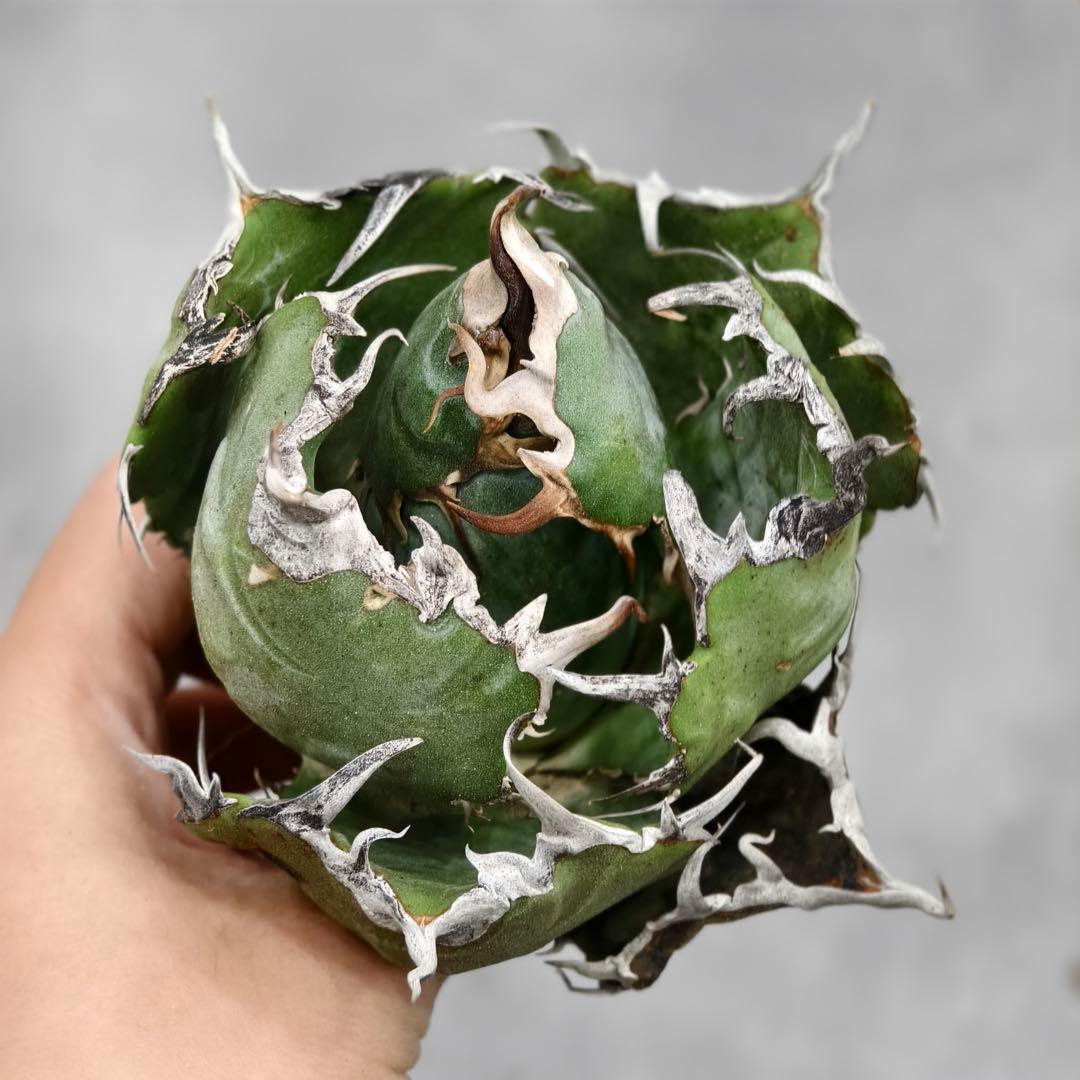 W388 アガベ チタノタ 九尾狐 極上絶狂棘 多肉植物 - メルカリ