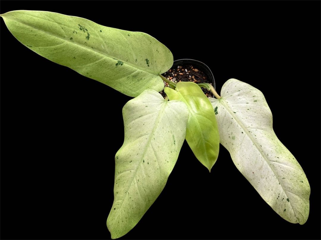 【希少植物】 フィロデンドロン イルセマニー ミント バリエガタ フィロデンドロン イルセマニー極麗斑 最上級斑個体 (Philodendron