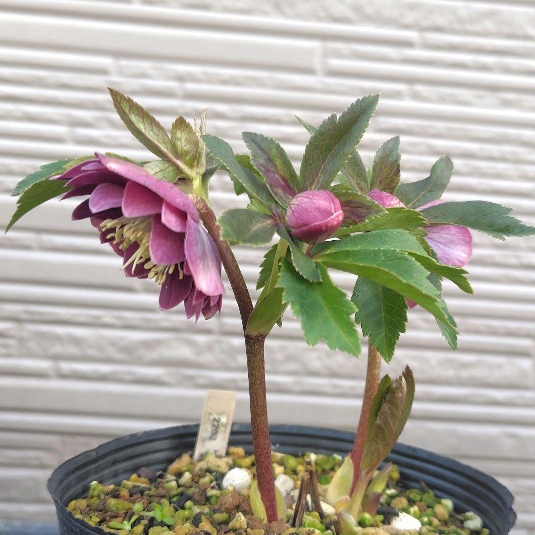 30.クリスマスローズ 開花株 dd濃いピンク 白ピコ - メルカリ