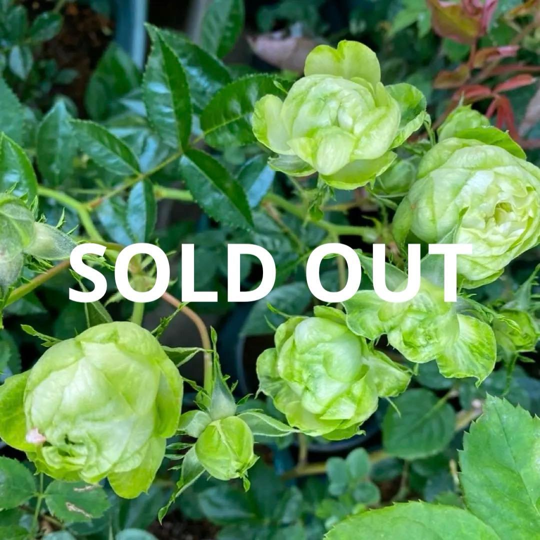 レア品種‼️コンキュサーレ 2024 Ninja ZX-4RR適合製品情報 | TRICK STAR 製品 | TRICK STAR