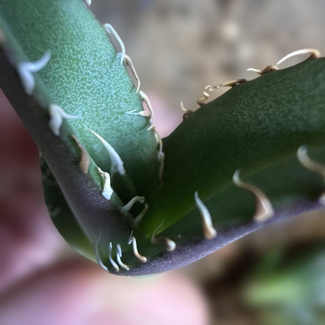 F 5株セット アガベ 青葉 オテロイ実生 選抜 チタノタ オアハカ - メルカリ