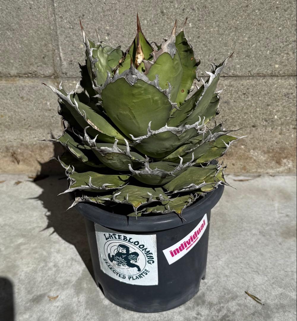 アガベ オテロイ オアハカ現地球 活着済み【強鋸歯・幅広短葉】 - メルカリ