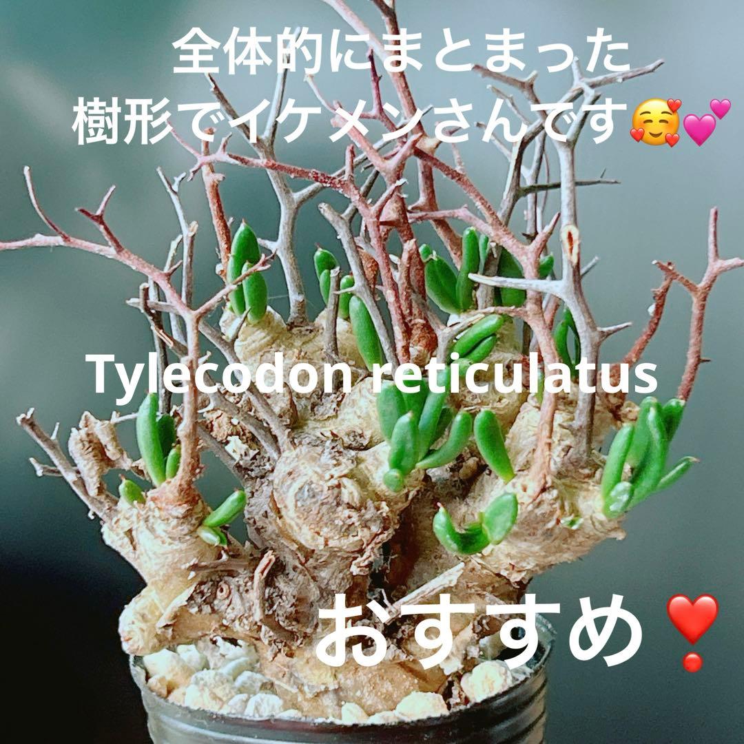 早い者勝ち☆発根促進処理済み♪】 チレコドン レティキュラーツス