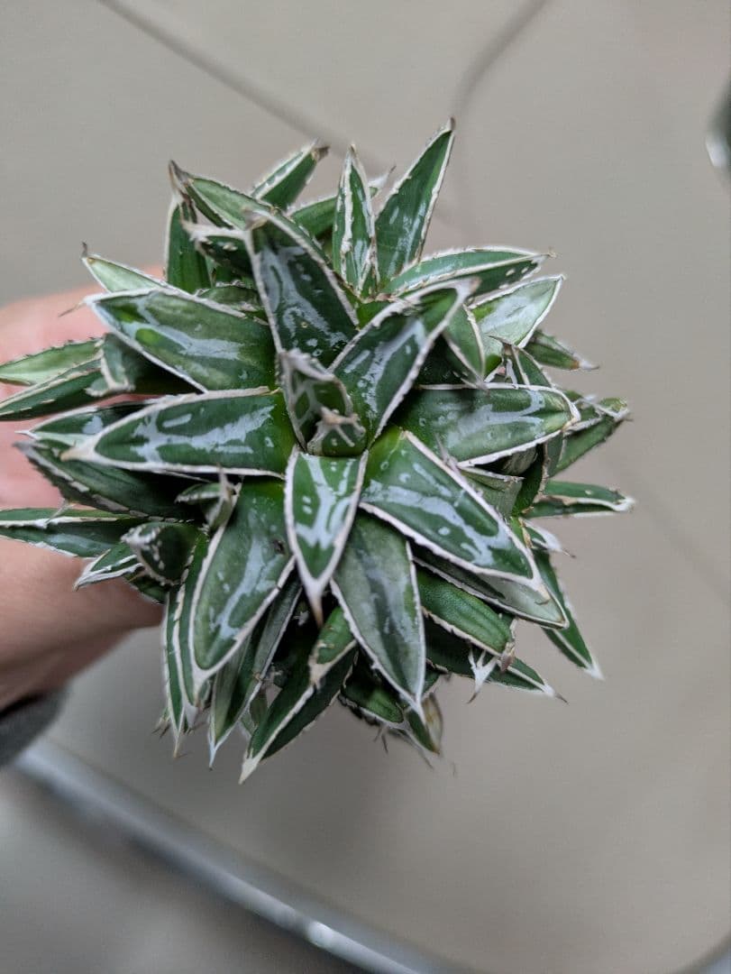 アガベ 姫笹の雪　白斑入　希少　姫笹の雪　子株沢山セット 子株付き姫笹の雪③ | Lines BOTANICAL SHOP