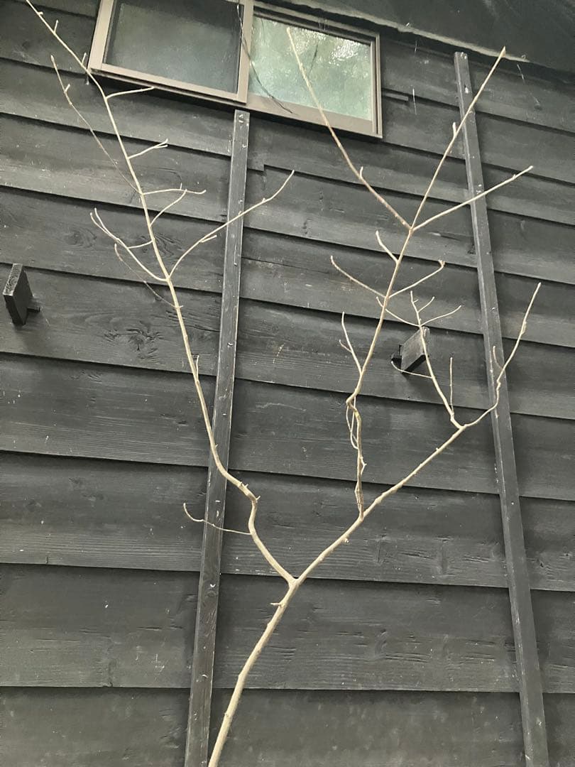 71 山採り アオダモ - メルカリ