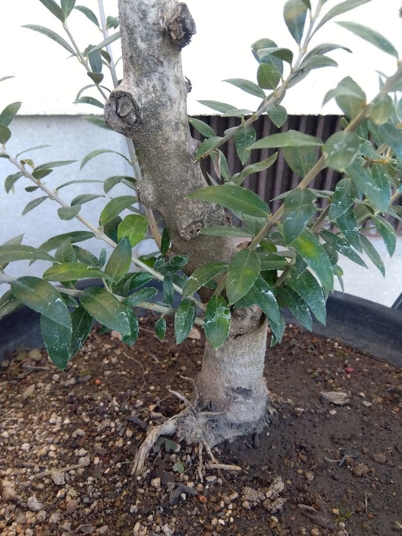 オリーブ 盆栽 古木 オールド株 セントキャサリン 11号鉢つき い