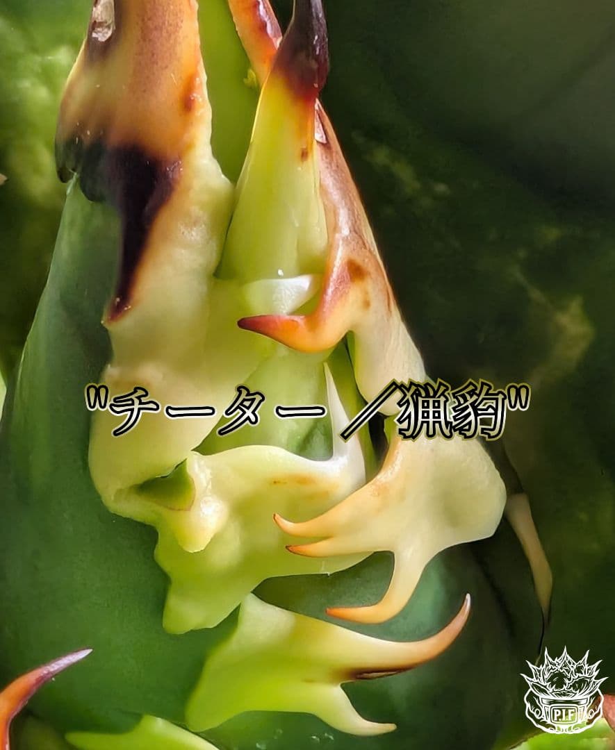 【Berlin産　超優良血統】\"チーター ／猟豹\"　子株出品 アガベ チタノタ チーター 