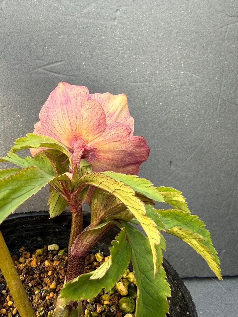 クリスマスローズ 開花株 ddソレイユF1 初開花 - メルカリ