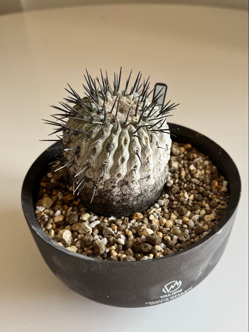 黒王丸　現地球　コピアポア　発根済 Copiapoa copiapoa cinerea 黒王丸《M size》激希少‼︎※現地球発根済株※店主