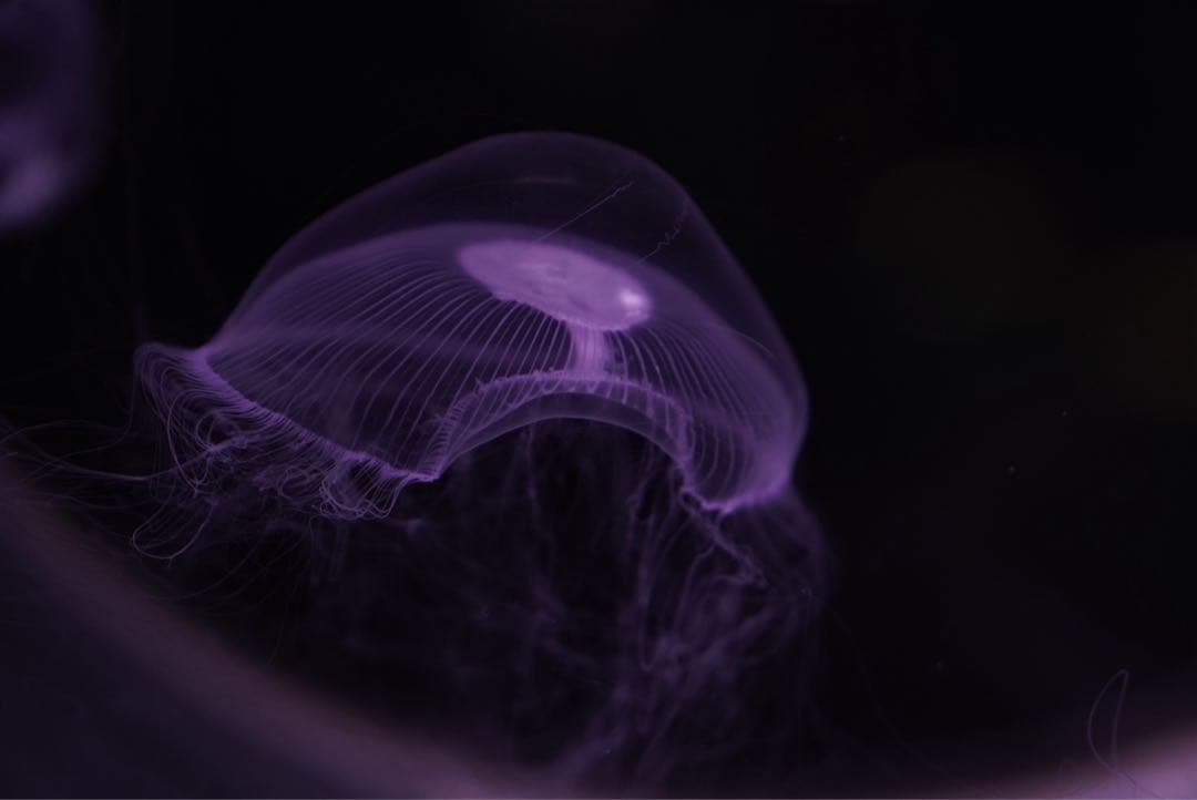 専用出品ショット数 4732 SONY a6400+SEL50F18+オマケ - メルカリ