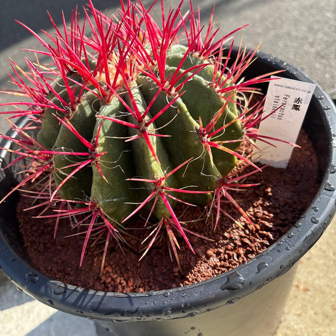 フェロカクタス スタイネシー（セキホウ） フェロカクタス 赤鳳8号