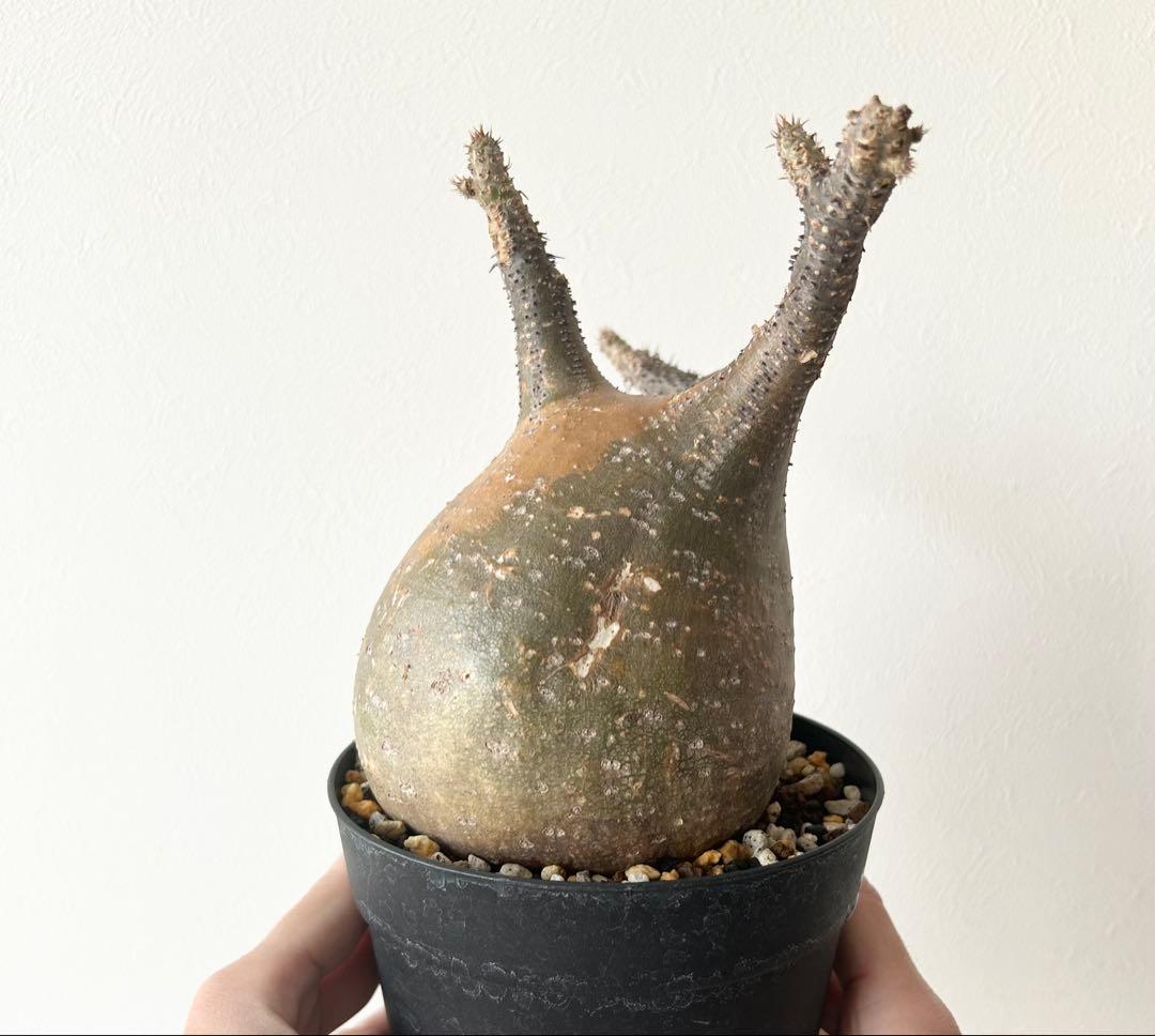 パキポディウム グラキリス 現地球 発根済み - メルカリ