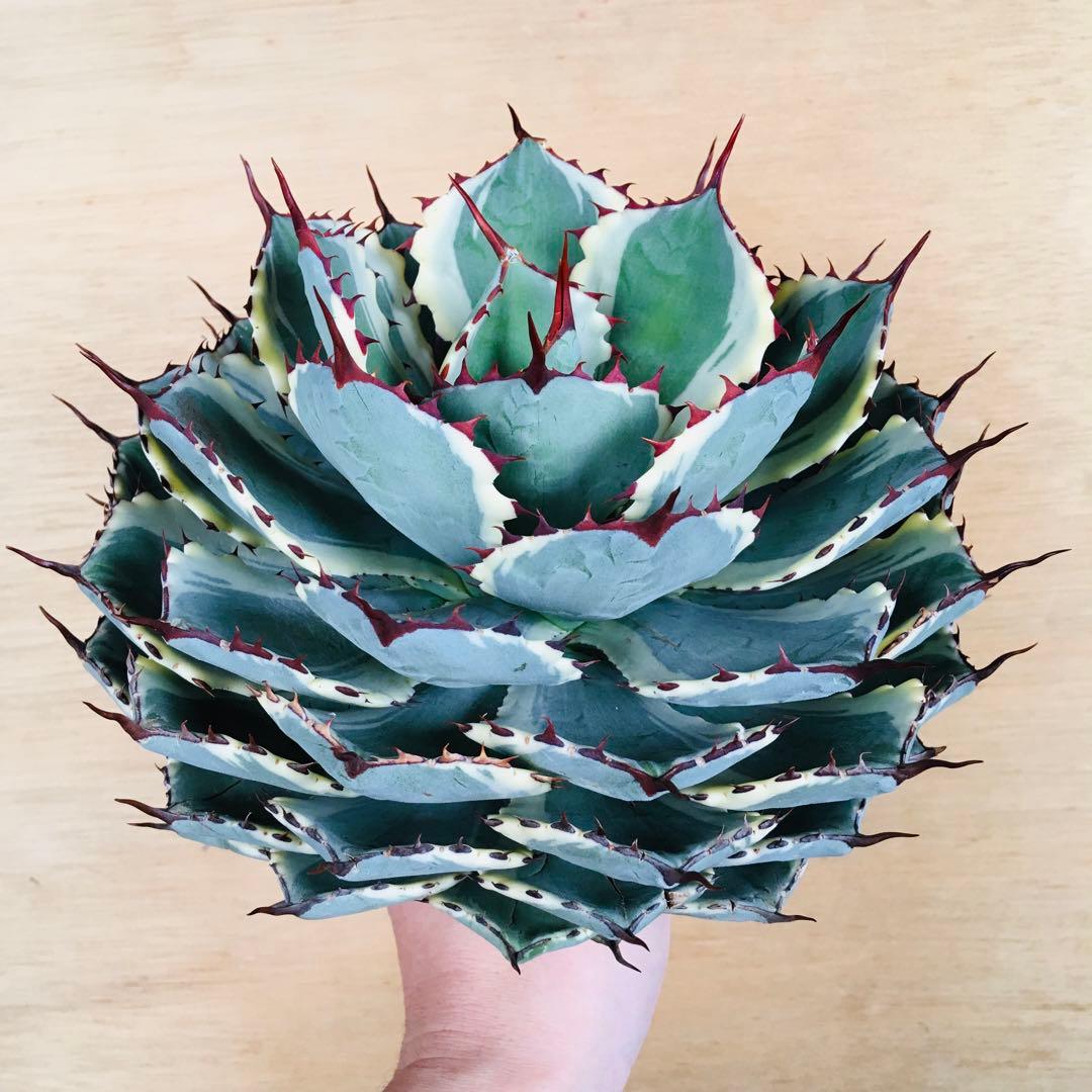 稀少】アガベ 吉祥冠錦 九段 TC株 極上大株