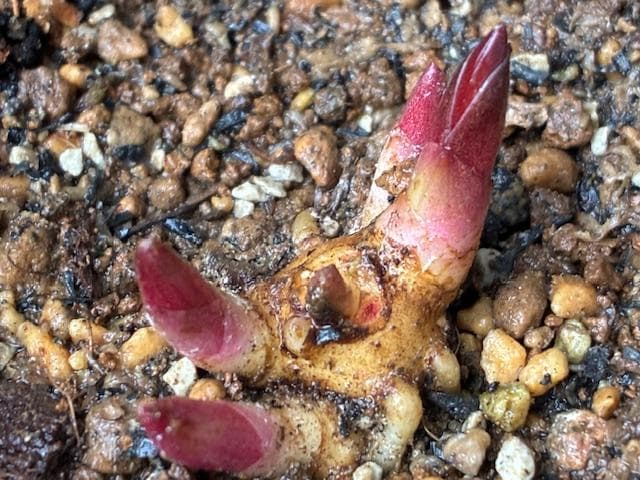 ＮＯ２◆【凪帆紅乱】×【花魁】◆交配ヤマシャクヤク実生４年生苗