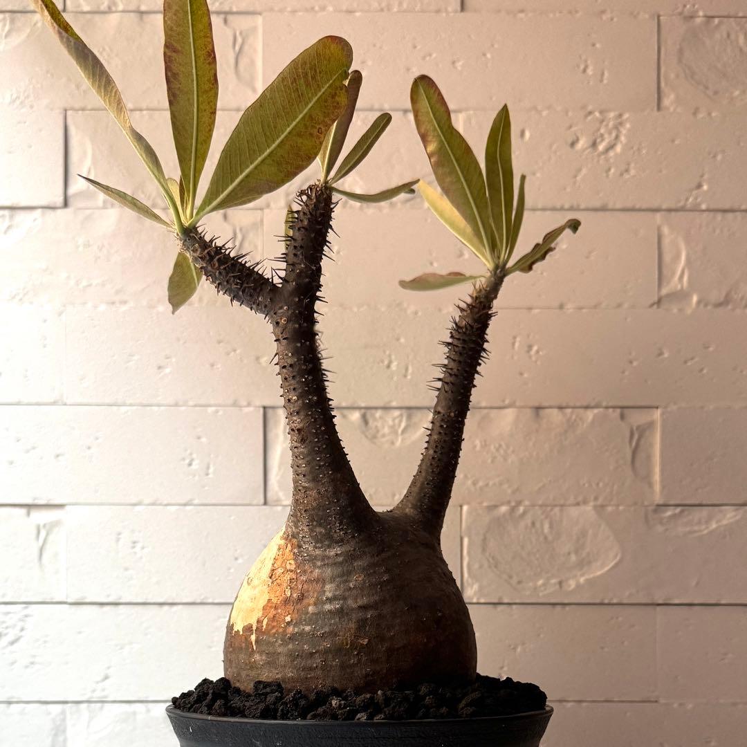 PG21 パキポディウム グラキリス 現地球 発根済 パキポディウム グラキリス 【現地球/発根済み】HK2402614 | RAFLUM