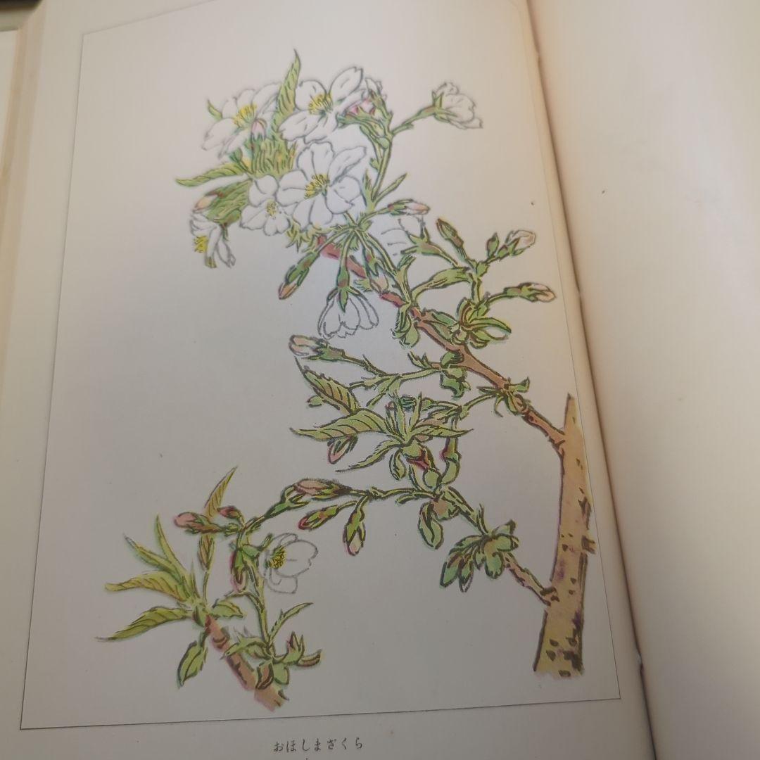 萬花図鑑正続12冊揃