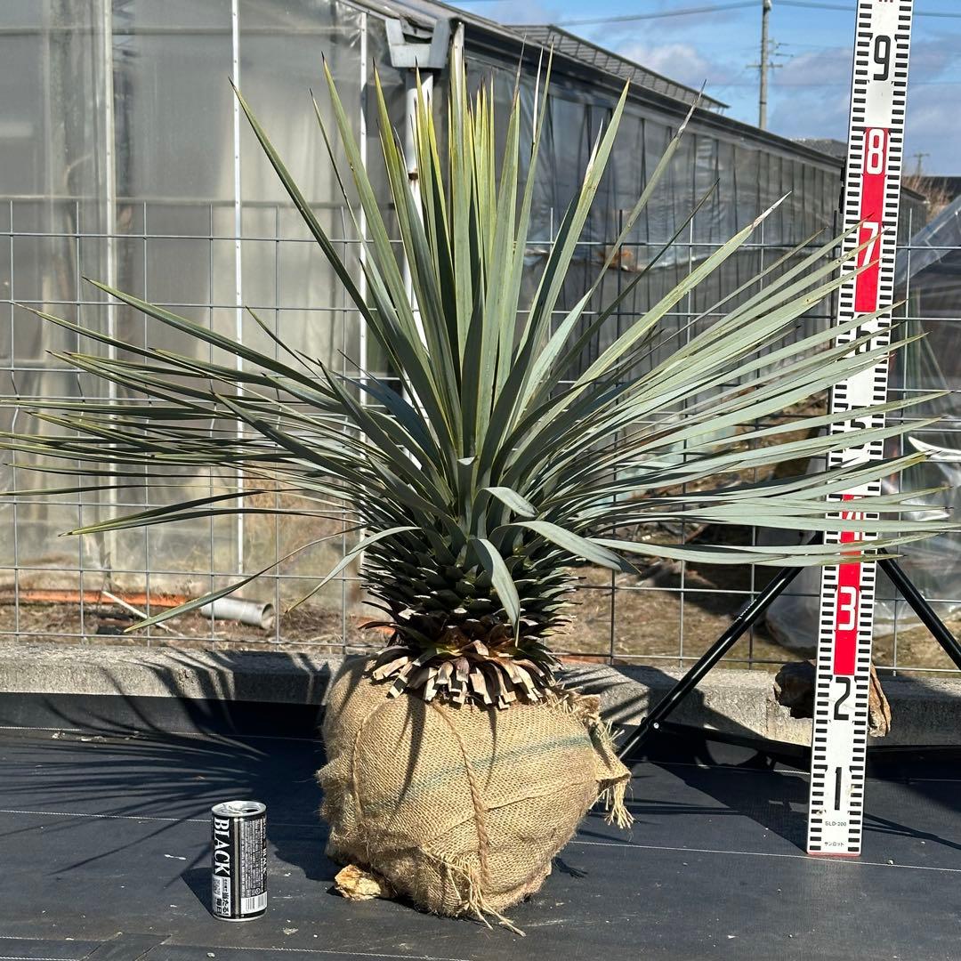 ユッカ ロストラータ（樹高:約83cm）Feb01 ユッカ ロストラータ – LAND KNOT PLANTS