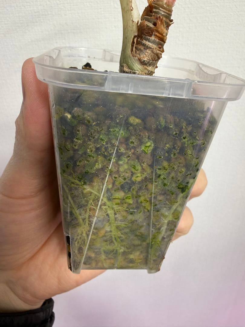 アロカシア シンポバリエガータ変異個体とバンビーノピンク