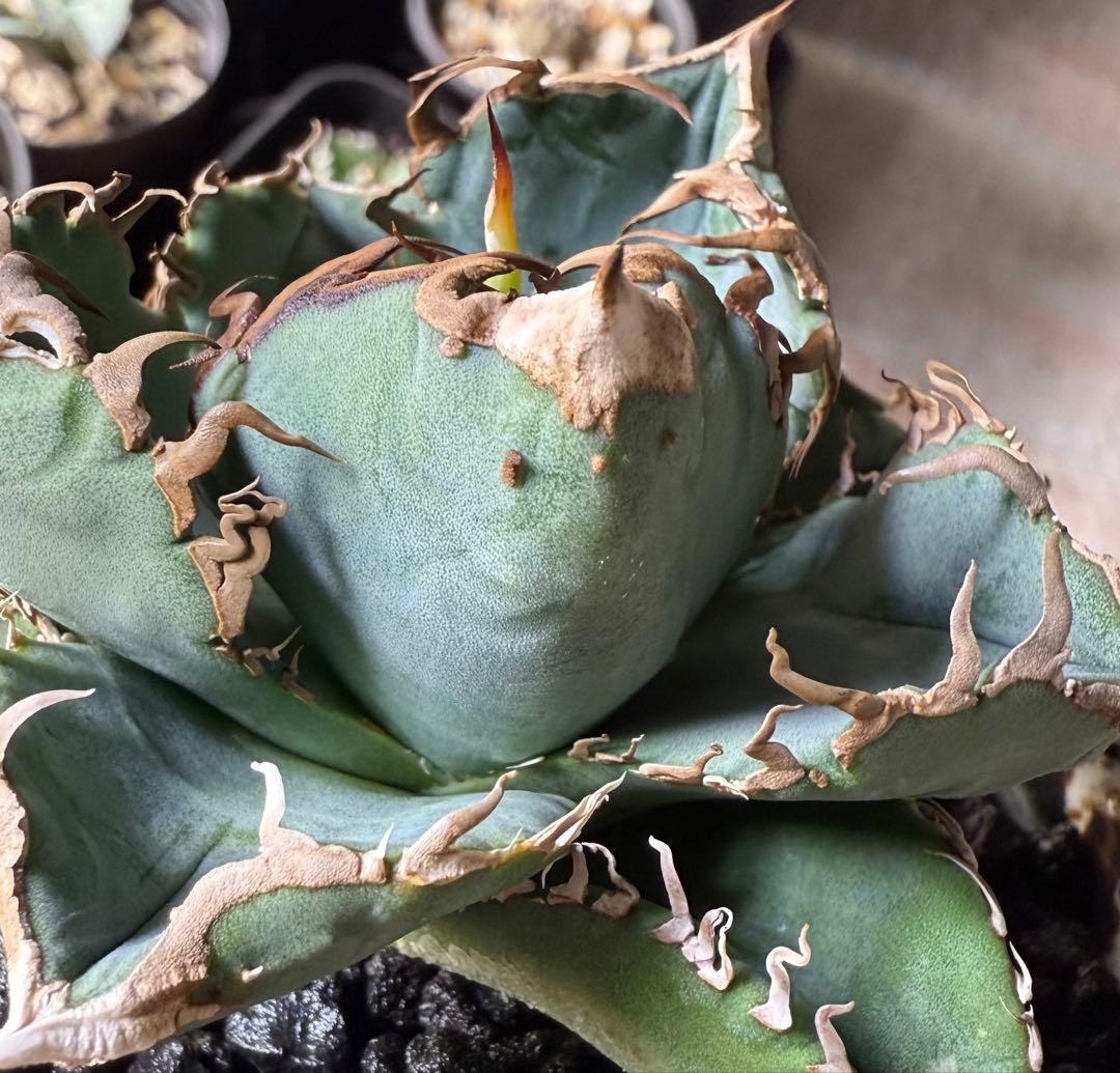 な*ち様 アガベ チタノタ 地勇星 発根管理中【強鋸歯・ブツブツ・幅広