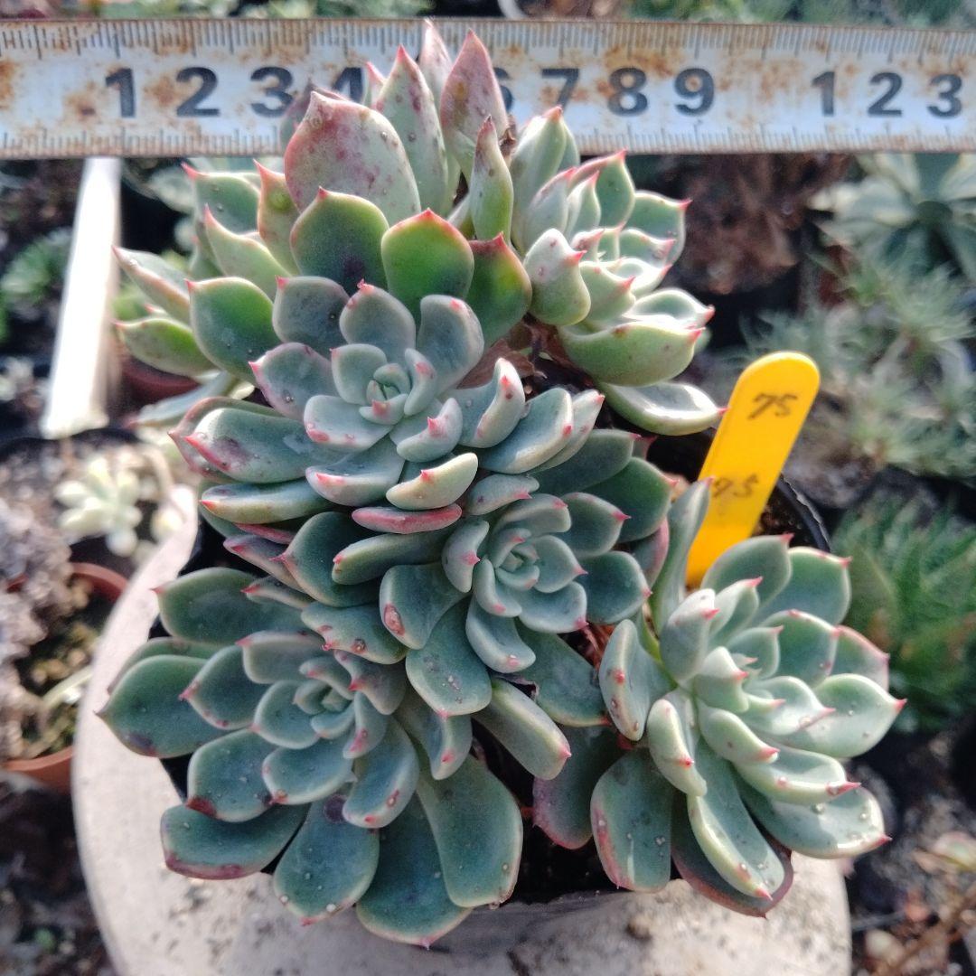 多肉植物 七福美尼 抜き苗 - メルカリ