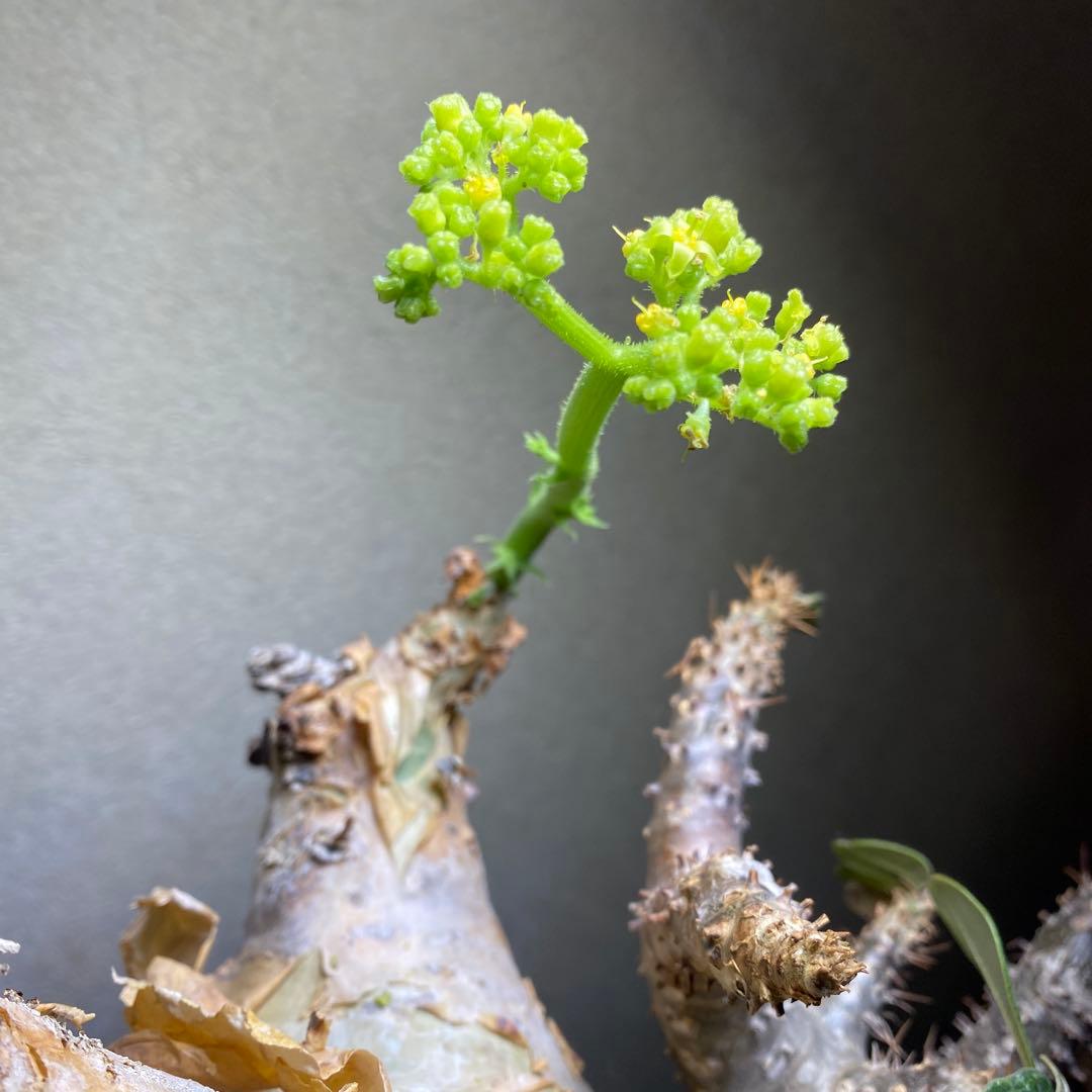 珍キフォステンマ マクロプス 大大 現地球 - メルカリ