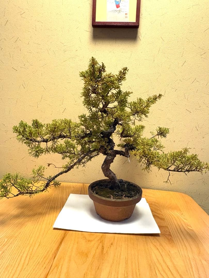 糸魚川真柏盆栽‼️黒松五葉松 - メルカリ