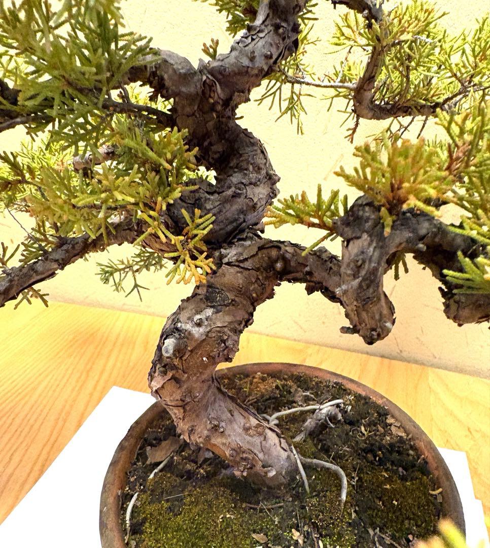 糸魚川真柏盆栽‼️黒松五葉松 - メルカリ