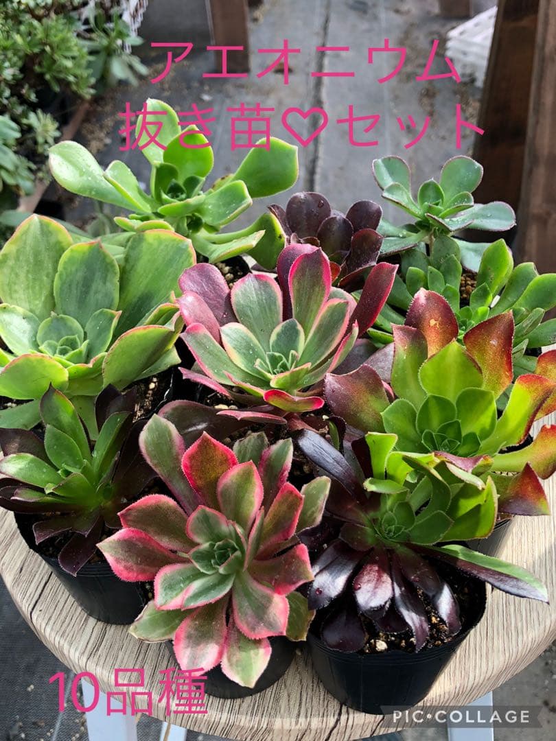 アエオニウム 10品種♡抜き苗セット⑨ アエオニウム♡抜き苗セット - メルカリ