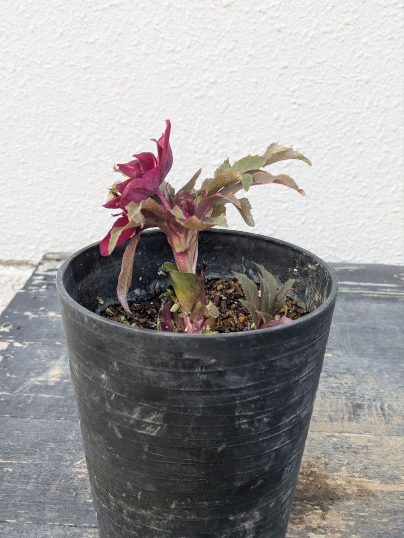 広瀬園芸 クリスマスローズ ダブル 【ベルベットレッド】 極美個体