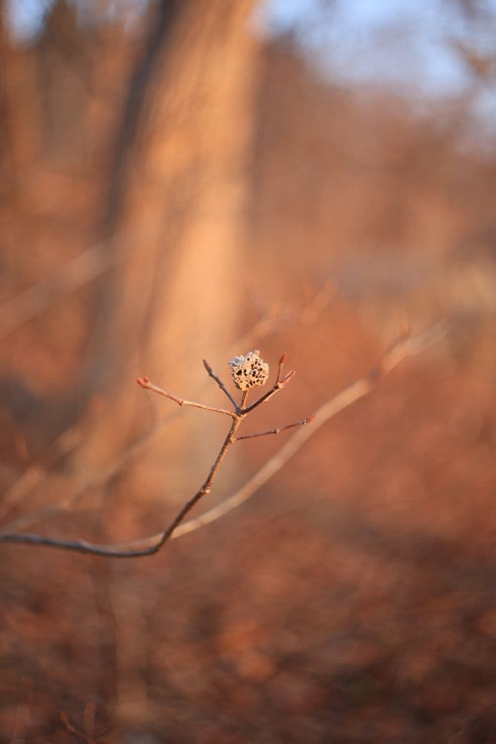 HELIOS-44 58mm F2 silver《MMZ製》【光学美品】