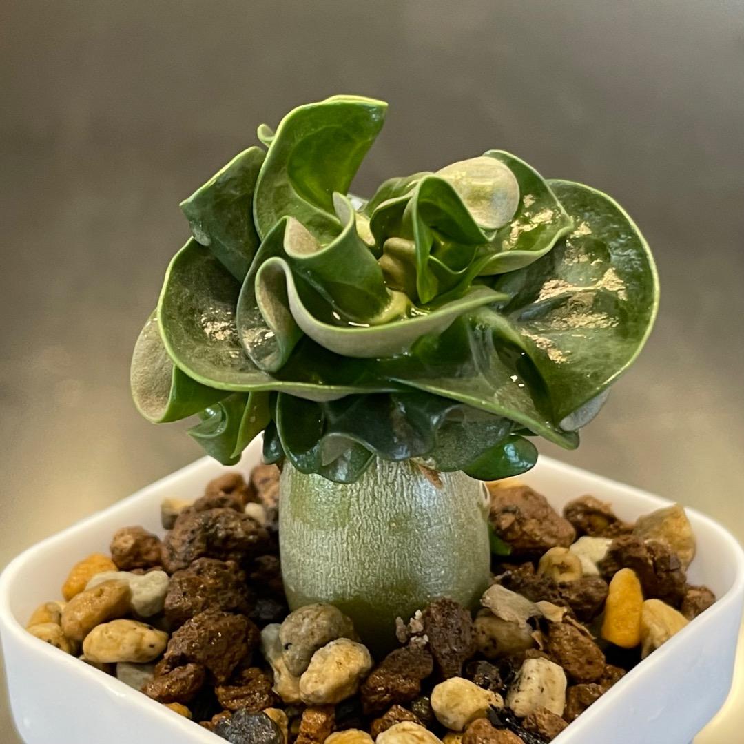 実生ドーセットホーン(獅子葉)アデニウム シラファンラン04 DHA SPL