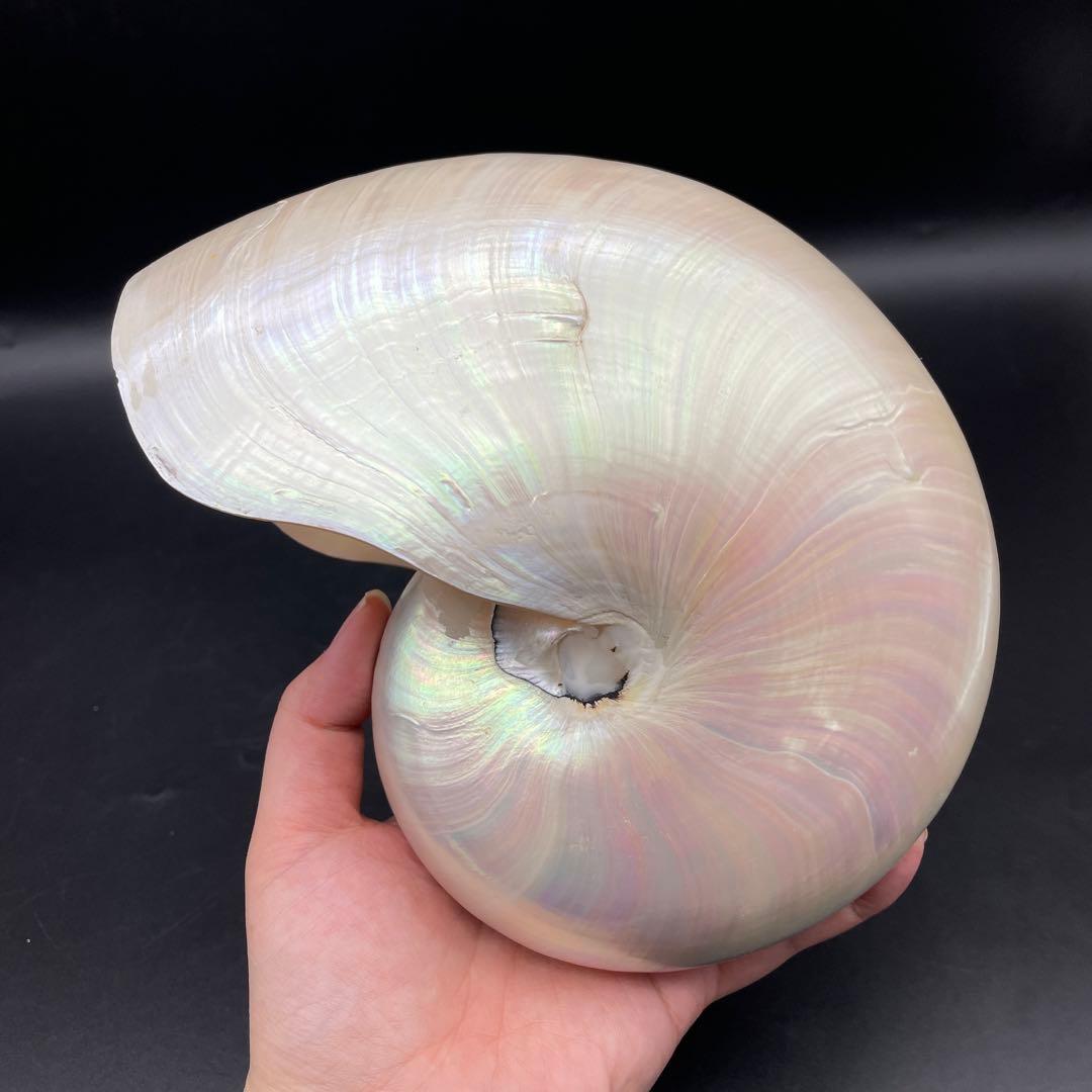 オウムガイ オウム貝 貝殻2つセット - メルカリ